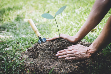 Wall Mural - Planting a tree, Two hands of young man were planting the seedlings and tree growing into soil while working in the garden as save the world, earth day, nature, environment and ecology concept