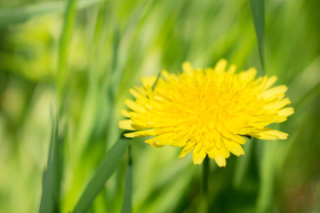 Yellow sunny fluffy round dandelion on a green background close-up