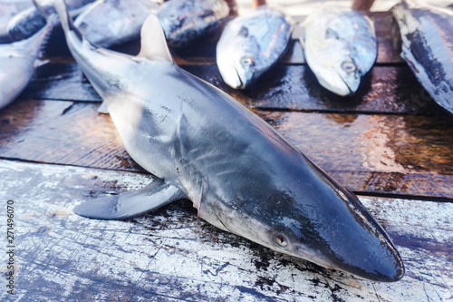 exotic sea animals for sale