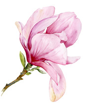 Image Of Blooming Magnolia Branch. Watercolor Illustration Of A Pink Flower.