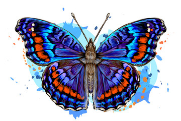 Wall Mural - Tropical butterfly. Color, hand-drawn, graphic image of a butterfly on a white background in watercolor style.