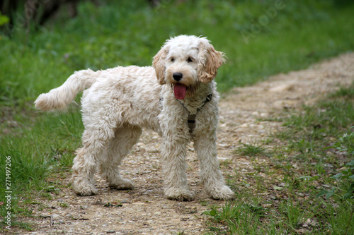 Cockapoo Welpe Auf Spazierweg Kaufen Sie Dieses Foto Und Finden Sie Ahnliche Bilder Auf Adobe Stock Adobe Stock