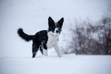 Adorable Cute Black And White Border Collie Portrait With White Snow.