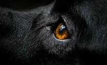 Black Dog With Orange Eyes