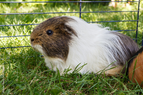 Guinea Pig Under A Wire Fencing In A Garden Buy This Stock Photo