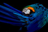 Blue and gold macaw portrait