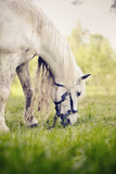 Fototapeta Konie - Portrait of a white horse with a long mane grazing