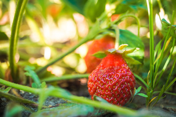 Wall Mural - red strawberries growing on a branch