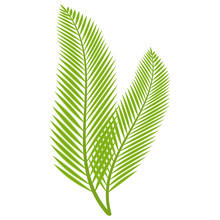 Palm Branch Leaves On White Background