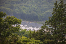 View Of Solar Panels Through Trees At Mountain Farm
