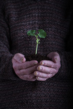 An Old Man Hands Holding A Green Young Plant Over Dark Sweater. Symbol Of Spring And Environment Concept.