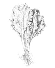 Hand Drawn Pencil Illustration Of Lettuce
