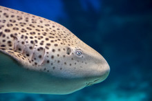 Zebra Shark Or Leopard Shark (Stegostoma Fasciatum) Profile Close-up Under Sea Water Background 