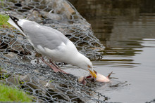 A Seagull Eating A Eating A Dead Fish At The Side Of A Pond. His Beak Is Tearing A Piece Of Flesh From The Fish.