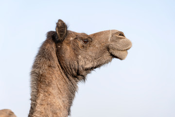 Wall Mural - Camel head in desert Thar during Pushkar Camel Fair, Rajasthan, India
