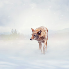  Coyote Walking  In The Winter