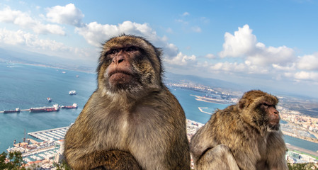 Canvas Print - Barbary macaques in Gibraltar