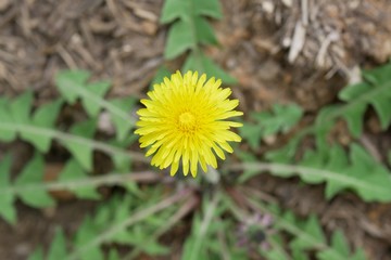 Dandelion Close-Up 2