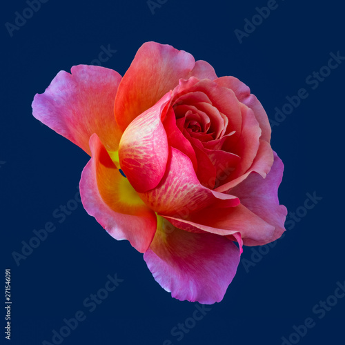 Macro Of A Violet Orange Pink Yellow Rose Blossom Blue Background Fine Art Still Life Vintage Painting Style Image Of A Single Isolated Bloom Stock Photo Adobe Stock