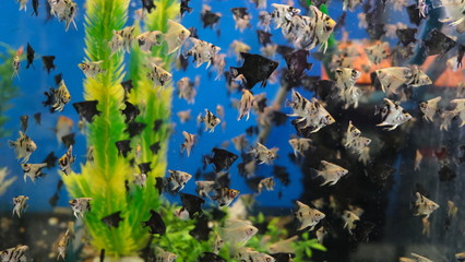 Poster - angelfish, popular aquarium fish