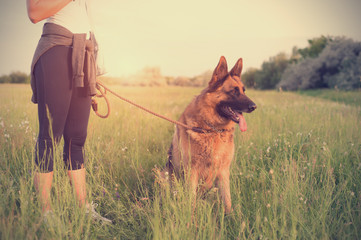 Wall Mural - German shepherd dog with owner in the field