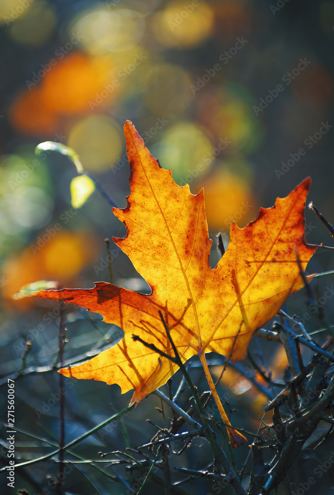 Yellow maple leaf on the ground in autumn sunlight - obrazy, fototapety, plakaty 