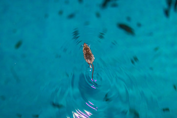 mouse in water