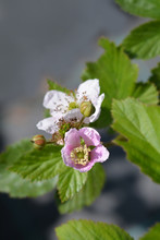 Blackberry Pink And White Flowers