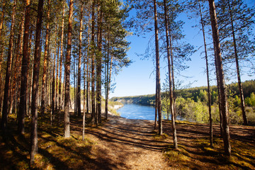 Wall Mural - Pine forest in Karelia region, Russia.