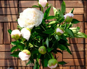 Poster - bouquet of white peonies