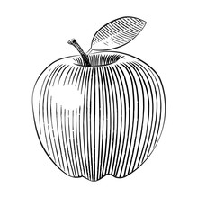Woodcut Style Apple Illustration Line Art