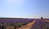 Fototapeta Krajobraz - Paysage typique du Lubéron champs de lavandes et amandiers