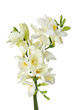 Beautiful freesia flowers on white background