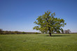 © Philipp - Baum in grüner Landschaft mit blauem Himmel