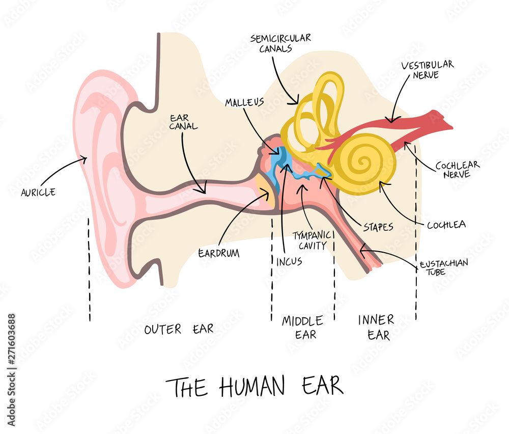 Hand drawn illustration of human ear anatomy. Stock Vector | Adobe Stock