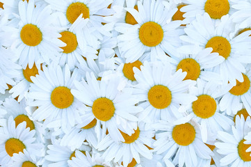 Wall Mural - many big white daisies background