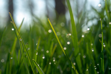 Wall Mural - Green grass and drops of morning dew