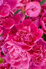 Wall Mural - many large bright flowers peony background