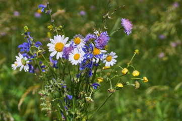 Wall Mural - summer bright wild flowers bouquet
