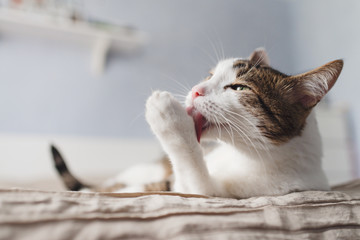 Striped adult cat lies on the bed and licks the paws. A beautiful  cat with yellow eyes licking the foot for cleaning.