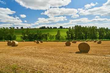 Poster - Feld nach Ernte im Sommer als Hintergrund