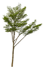 Beautiful tree isolated on white background. Suitable for use in architectural design or Decoration work. Used with natural articles both on print and website.