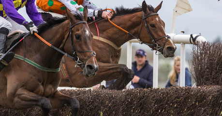 Close up on two competing Race horses and jockeys jumping a hurdle during a race