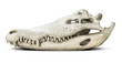Crocodile skull isolated on grey background with clipping path