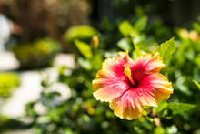 Two Tones Color Hibiscus Flowers Blurred Background