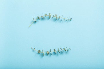 Wall Mural - branches of eucalyptus on  blue background