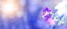 Purple Morning Glory In Sunlight On A Beautiful Blue Blurred Background, Banner. Selective Focus, Copy Space.