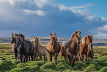 Horses In An Icelandic Pasture