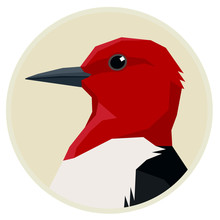 Red Headed Woodpecker Birds Collection Vector Illustration Round Frame