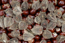 Dried Fruits Of The Cape Gooseberry And Chestnuts